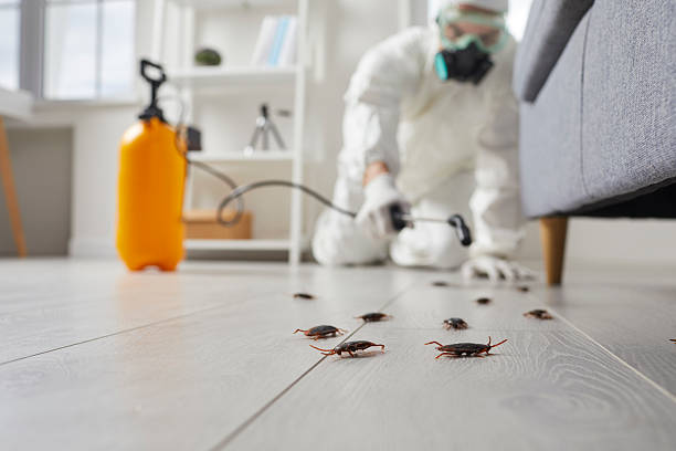 Commercial Kitchen Cockroach Control in Searingtown